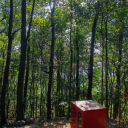 海中有棵李子树